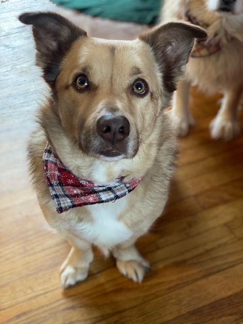 Odie, an adoptable Siberian Husky & Pomeranian Mix in Portland, CT_image-3