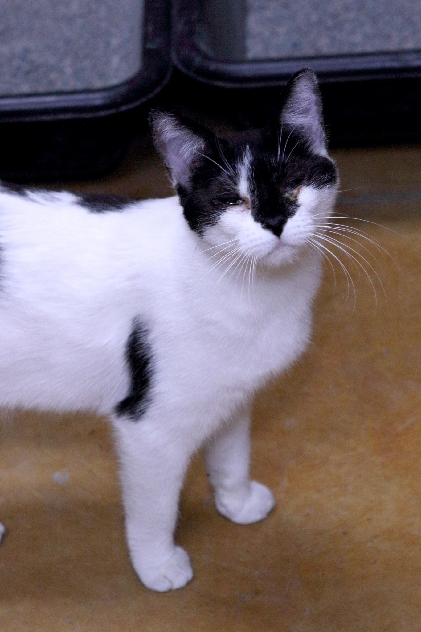 Faith, an adoptable Domestic Short Hair in Austin, MN, 55912 | Photo Image 1