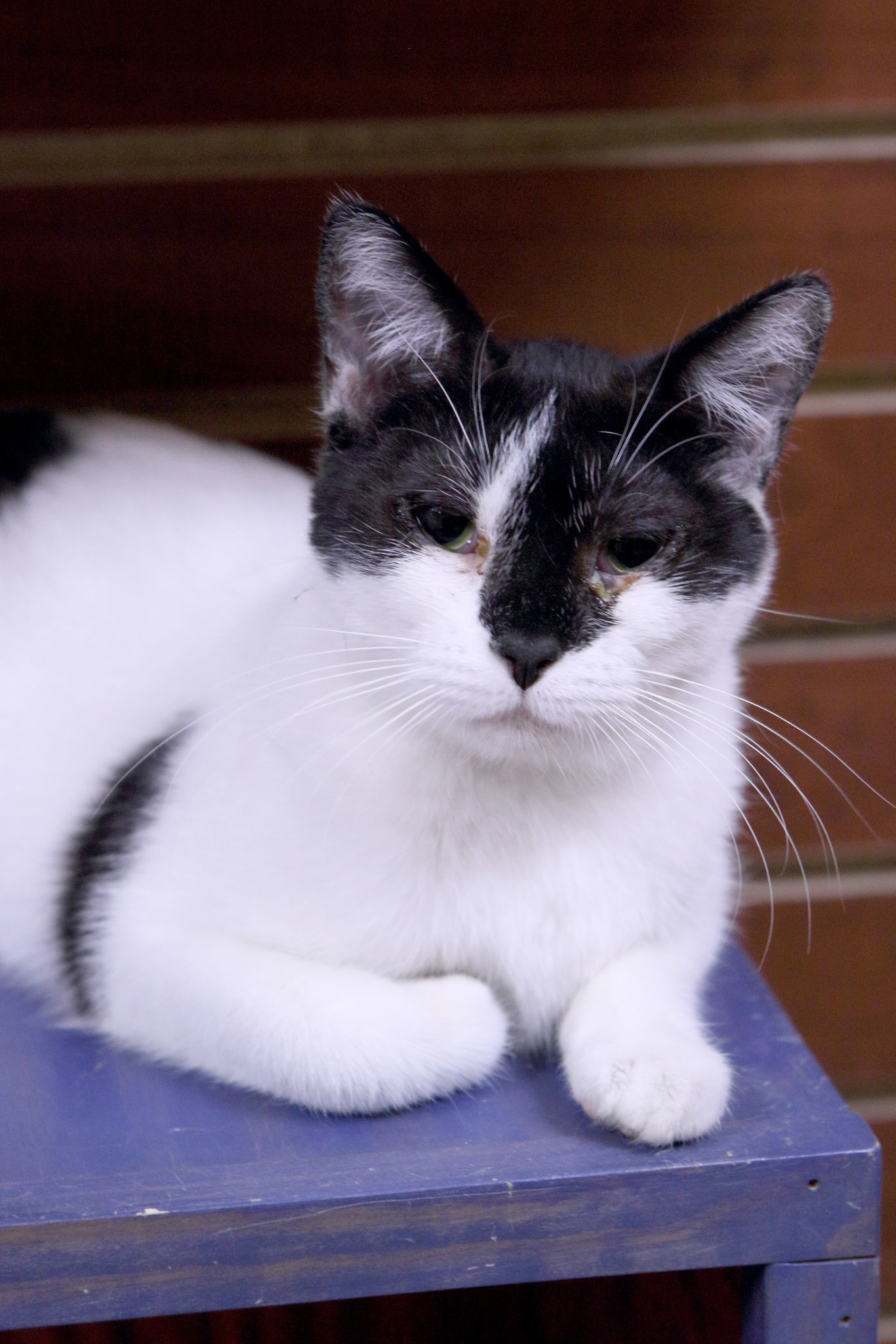 Faith, an adoptable Domestic Short Hair in Austin, MN, 55912 | Photo Image 2