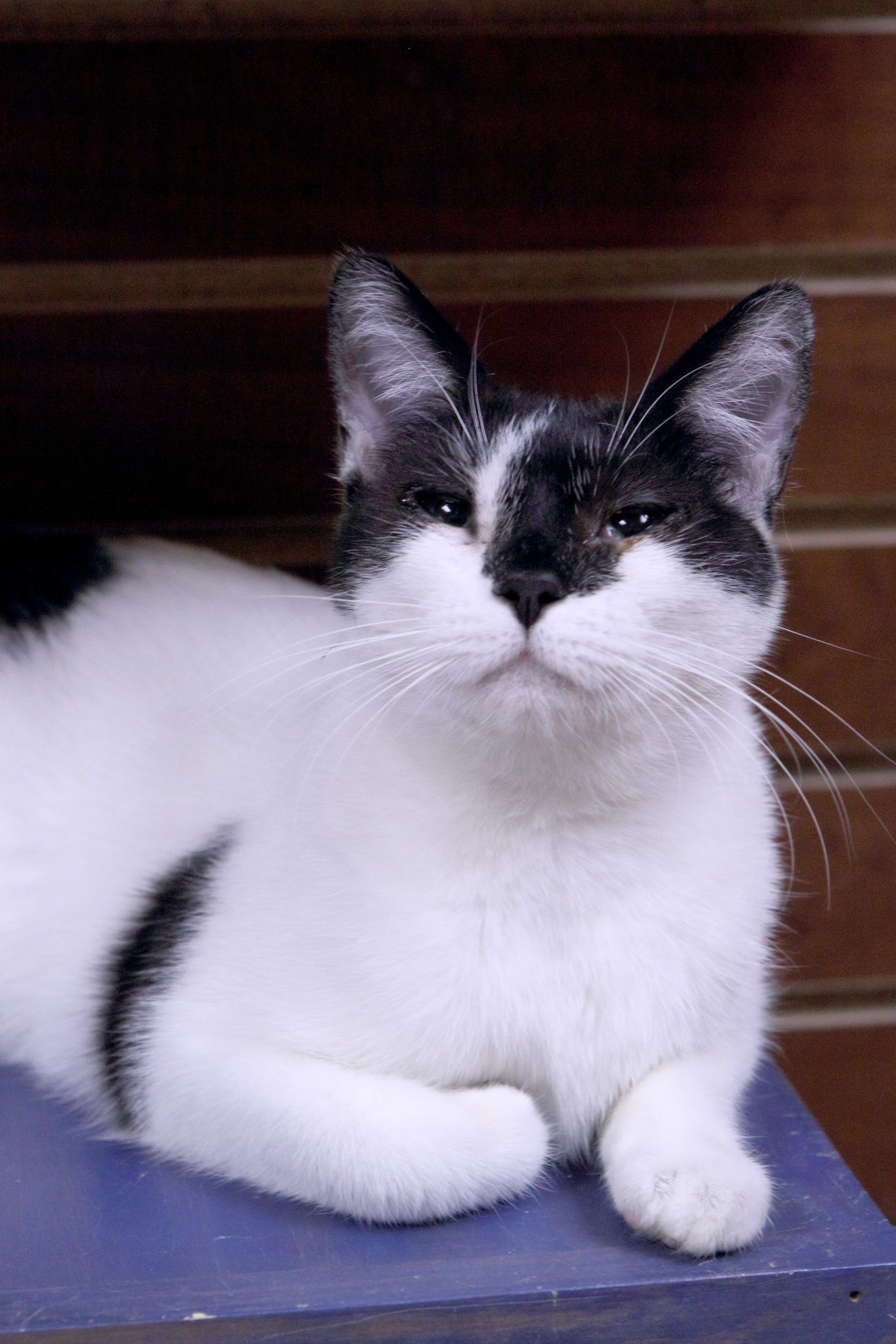 Faith, an adoptable Domestic Short Hair in Austin, MN, 55912 | Photo Image 3