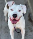 DUNKIN's profile on Petfinder.com