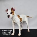 MISSISSIPPI's profile on Petfinder.com