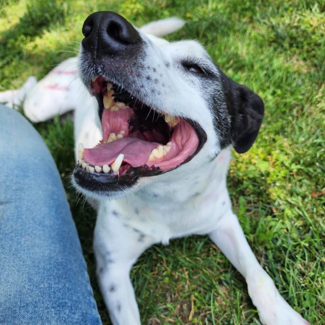 Blue heeler hot sale teeth