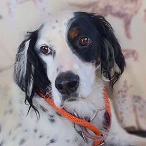 Petfinder store english setter