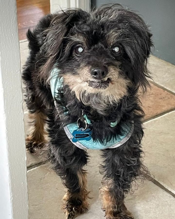 Yorkshire terrier poodle store mix