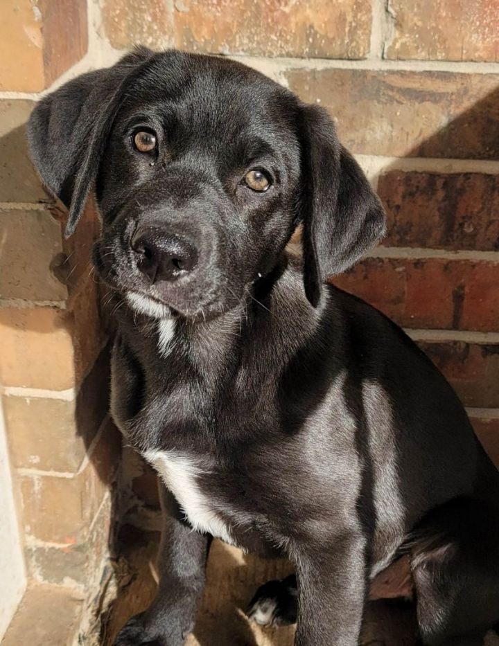 Yahtzee, an adoptable Labrador Retriever & Border Collie Mix in Kiowa, OK_image-1