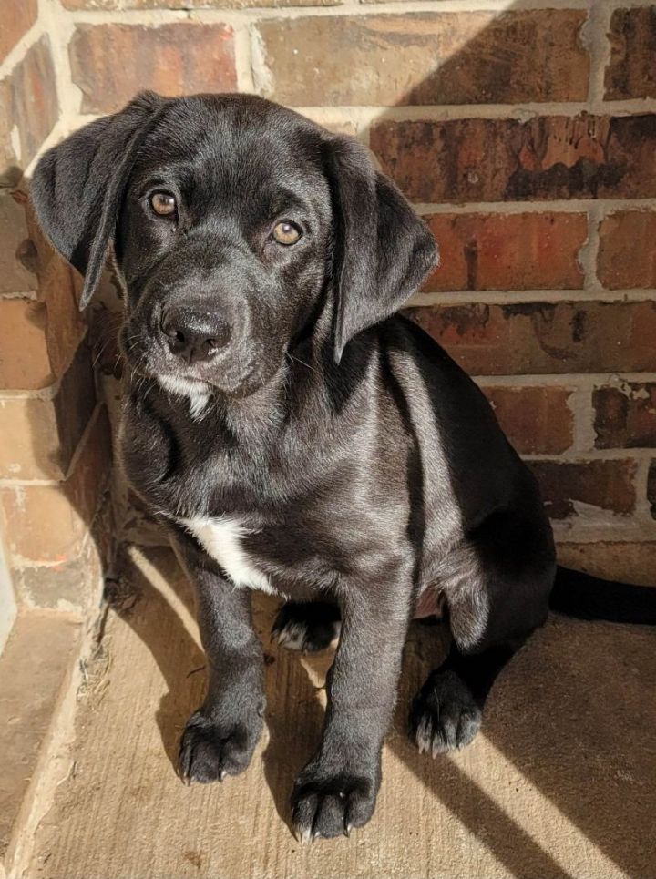 Yahtzee, an adoptable Labrador Retriever & Border Collie Mix in Kiowa, OK_image-2