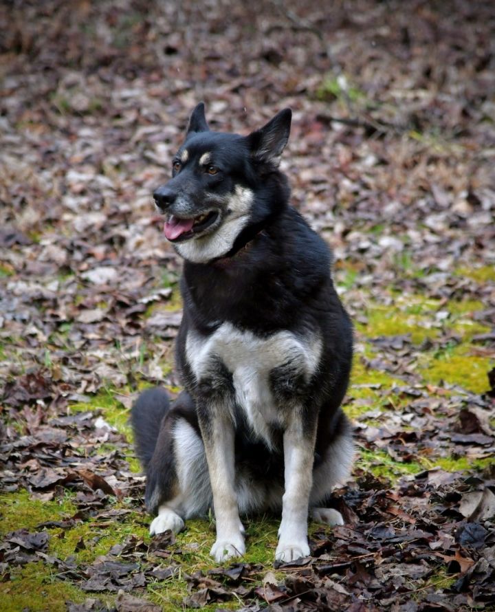 Nadia, an adopted Shepherd Mix in Sevierville, TN_image-2