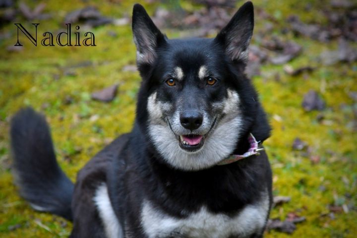 Nadia, an adopted Shepherd Mix in Sevierville, TN_image-1