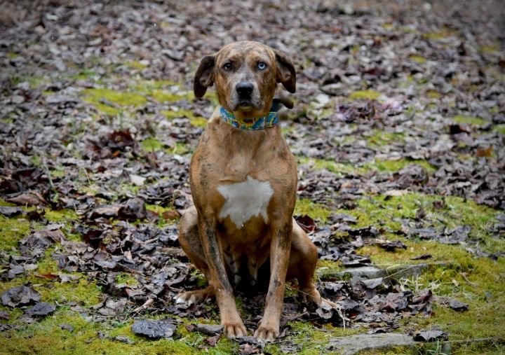 Peri , an adopted Mountain Cur in Sevierville, TN_image-2