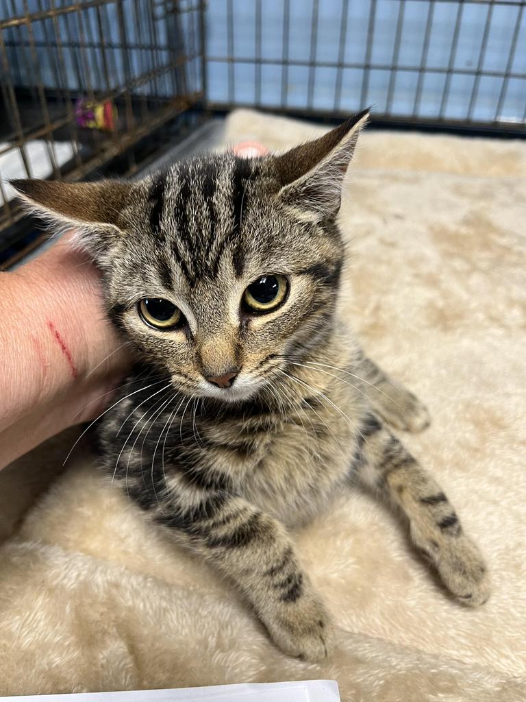 F618, an adoptable Domestic Short Hair in Mullins, SC, 29574 | Photo Image 1