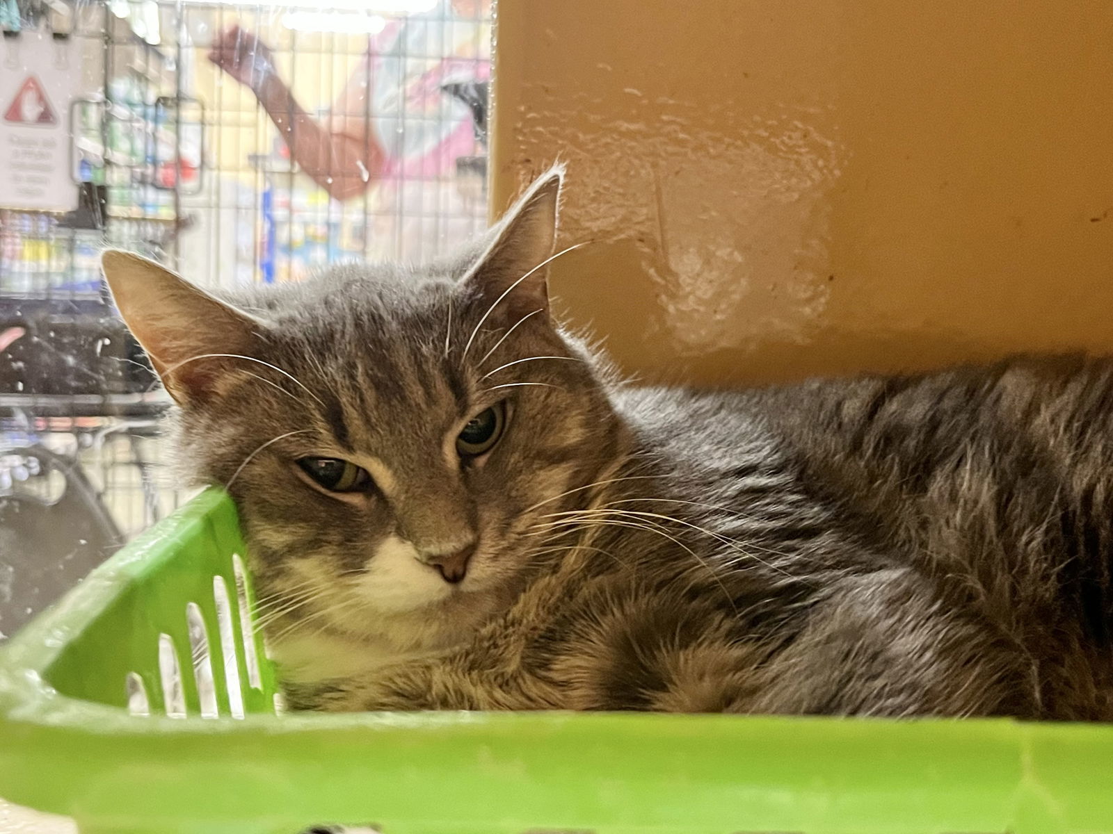 Olive, an adoptable Domestic Short Hair in Canal Winchester, OH, 43110 | Photo Image 1