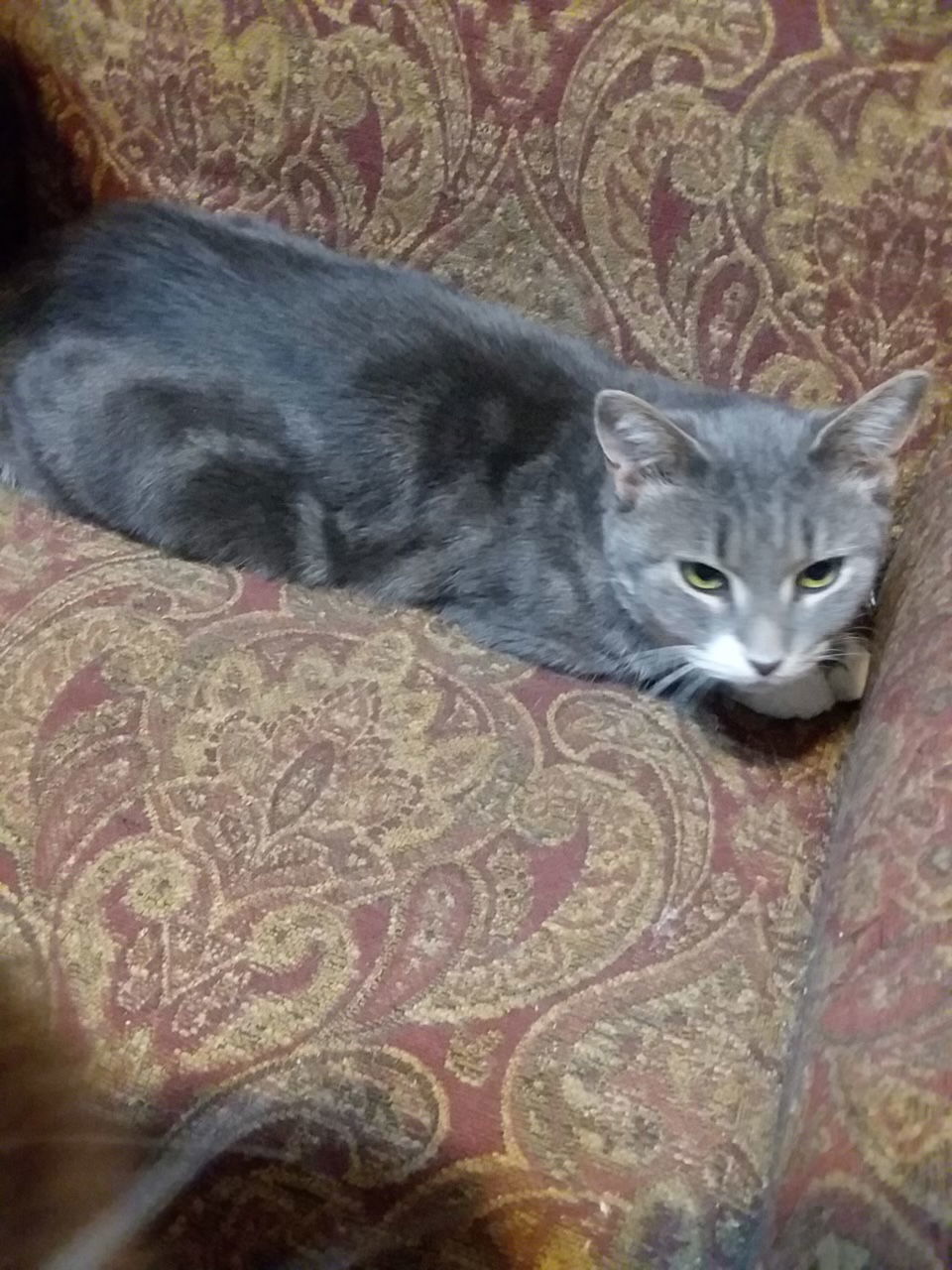 Olive