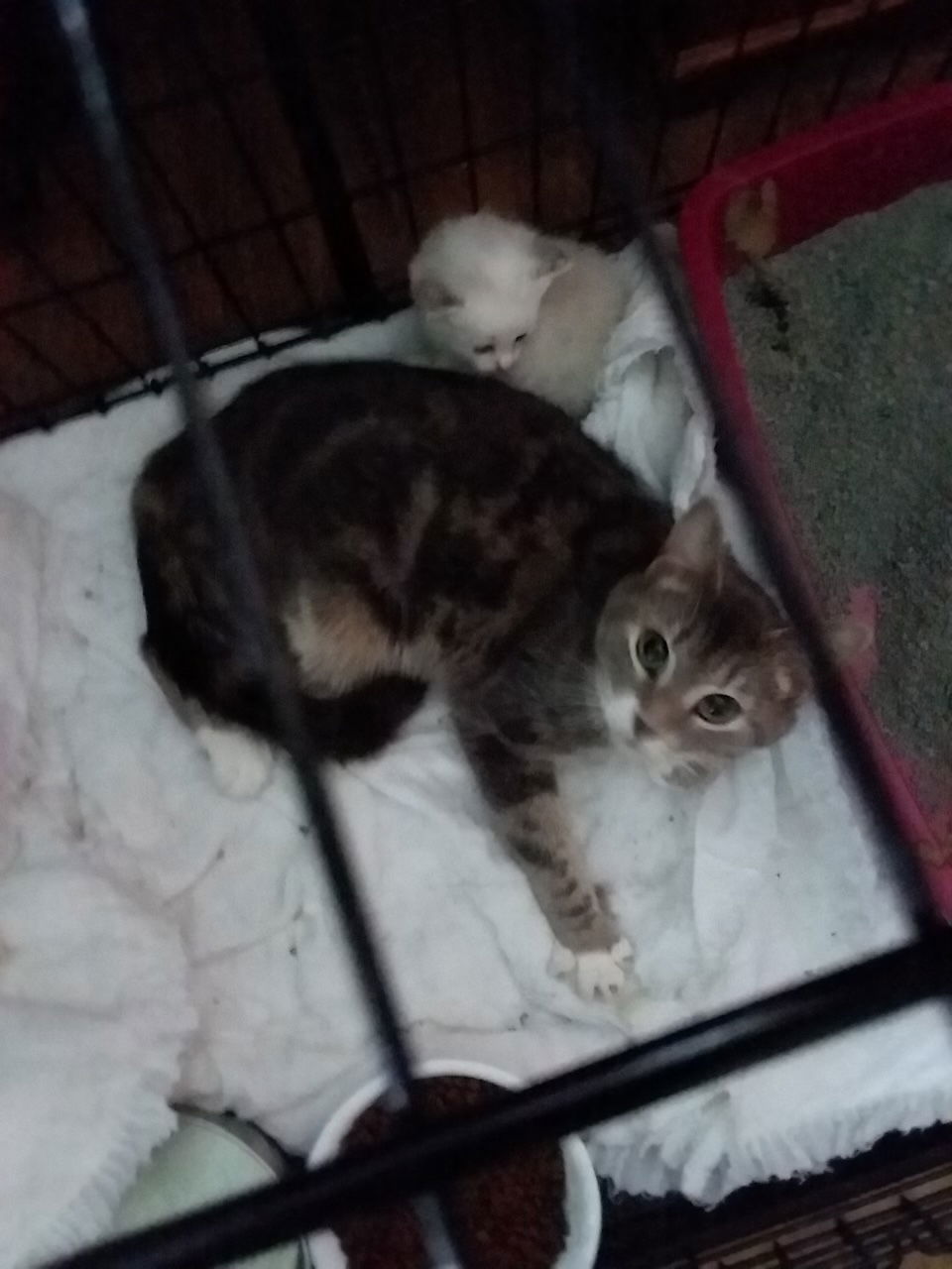 Olive, an adoptable Domestic Short Hair in Canal Winchester, OH, 43110 | Photo Image 3