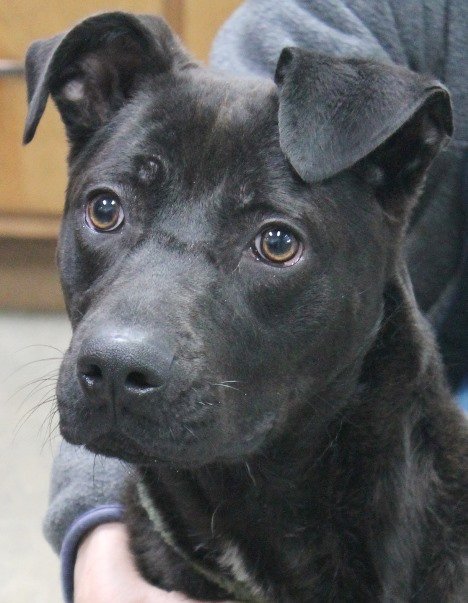 Kori, an adoptable Black Labrador Retriever Mix in Carrollton, GA_image-1