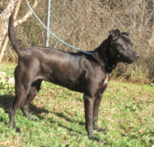 Kori, an adoptable Black Labrador Retriever Mix in Carrollton, GA_image-3