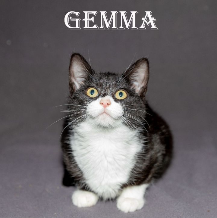 Gemma 4