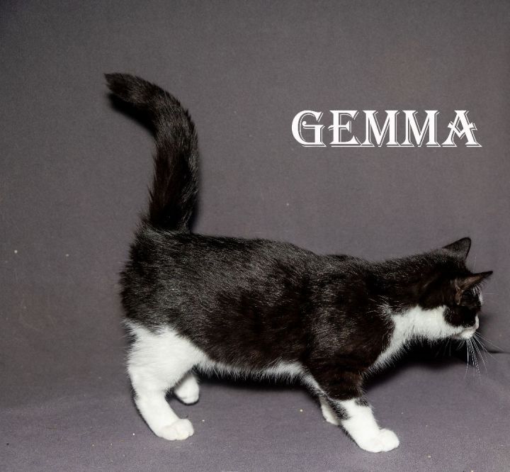 Gemma 5