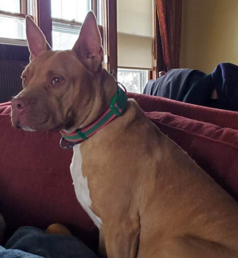 PENNY, an adoptable American Bully in sun prairie, WI, 53590 | Photo Image 4