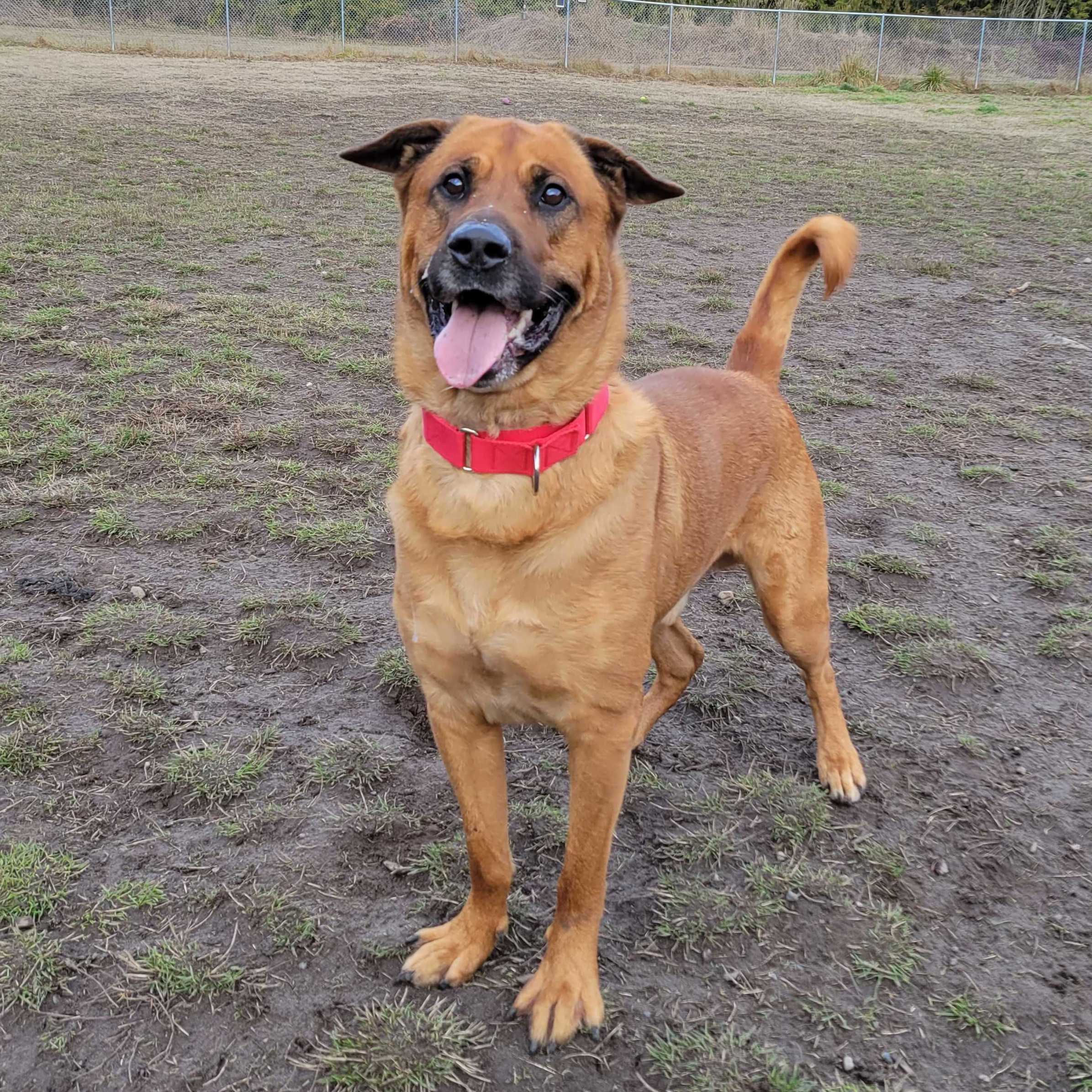 Bear, an adoptable Anatolian Shepherd in Port Angeles, WA, 98363 | Photo Image 2