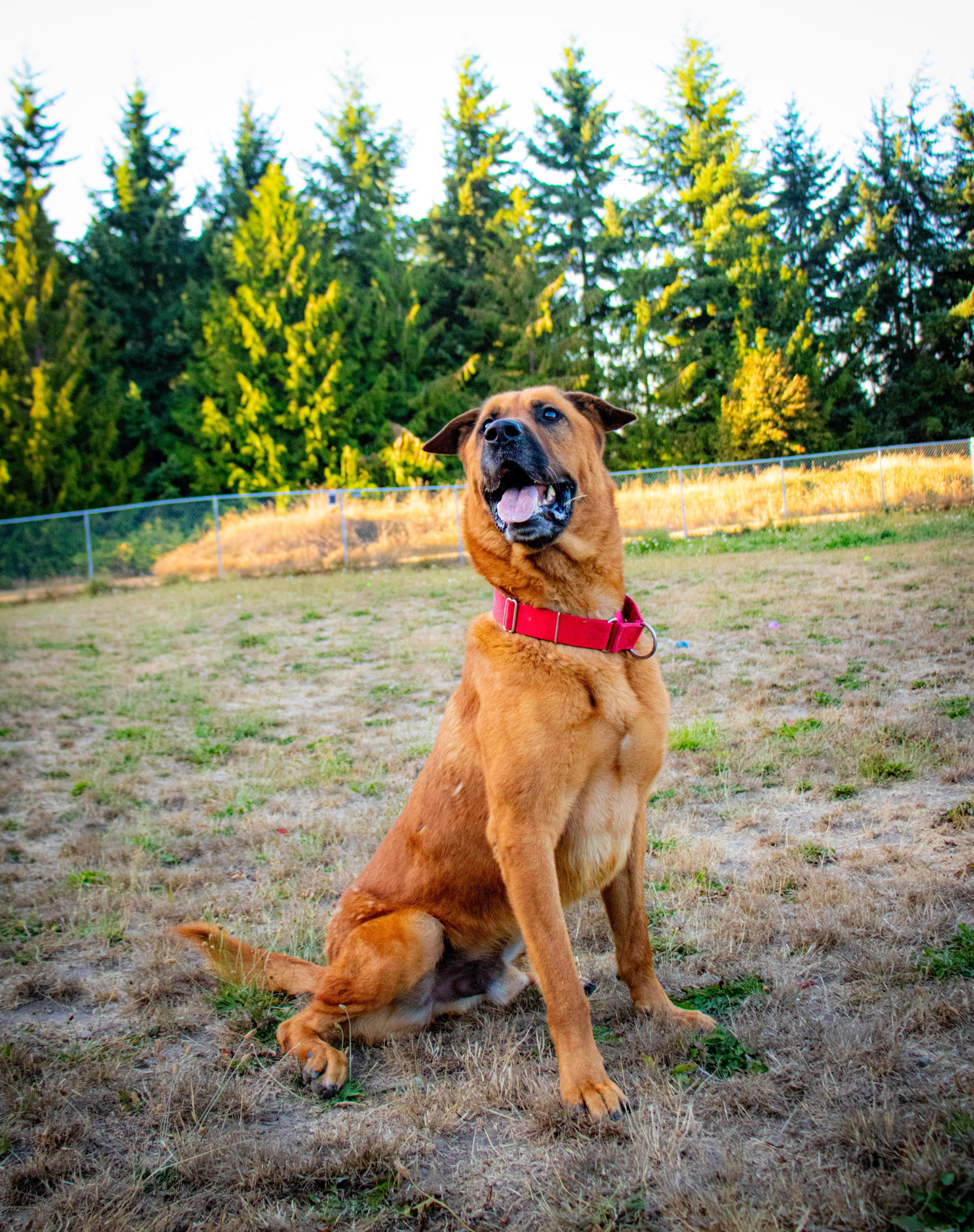 Bear, an adoptable Anatolian Shepherd in Port Angeles, WA, 98363 | Photo Image 1