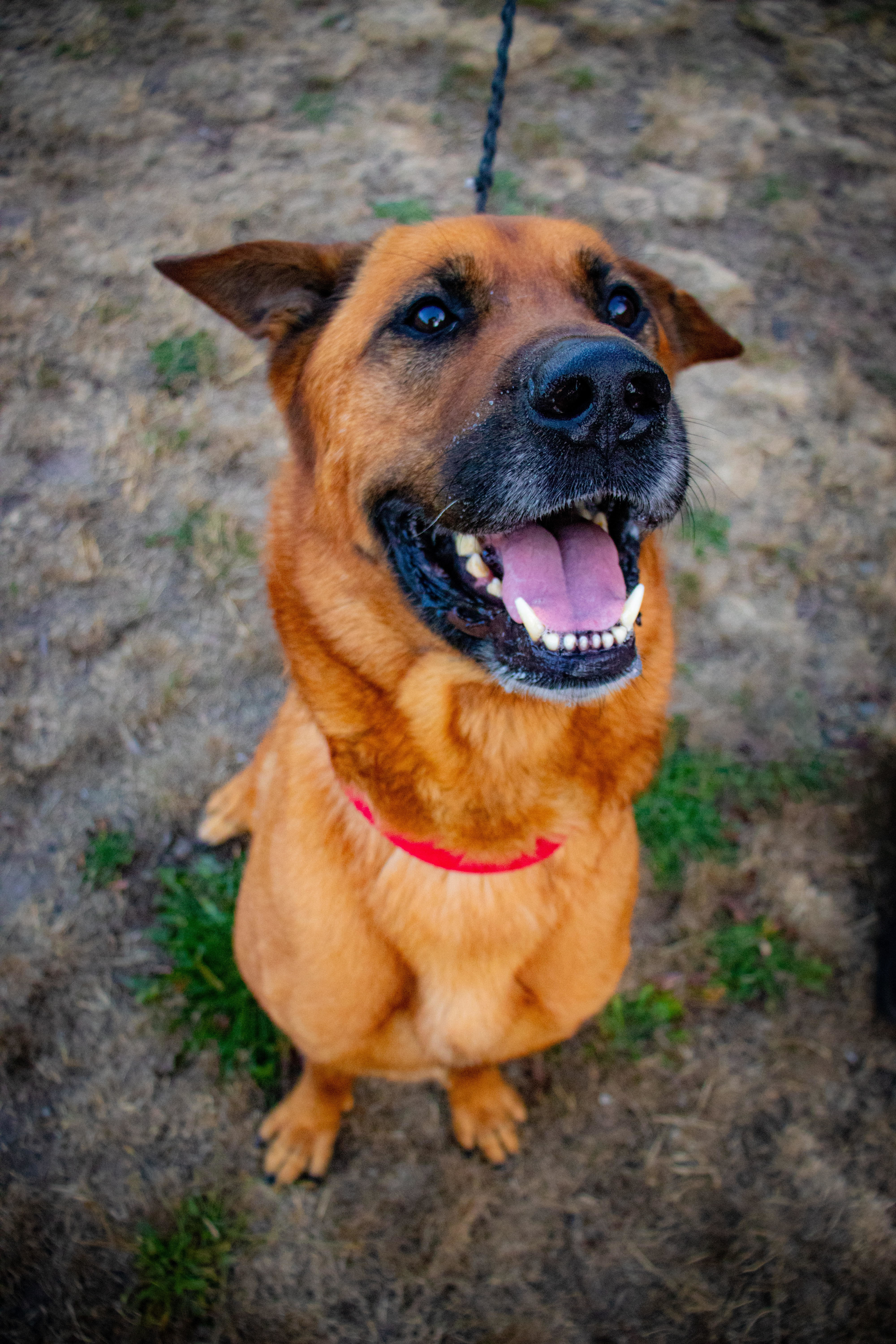 Bear, an adoptable Anatolian Shepherd in Port Angeles, WA, 98363 | Photo Image 3