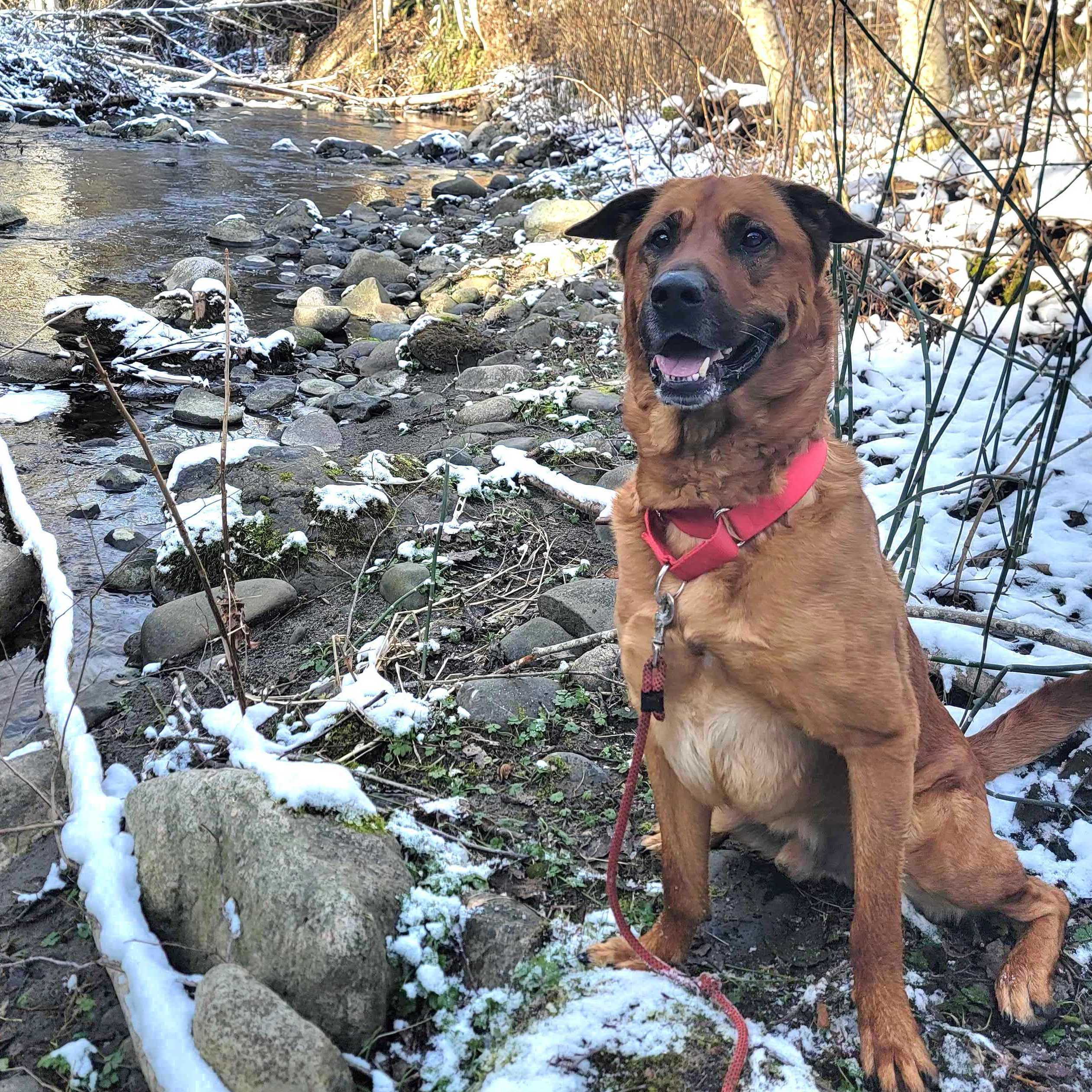 Bear, an adoptable Anatolian Shepherd in Port Angeles, WA, 98363 | Photo Image 4