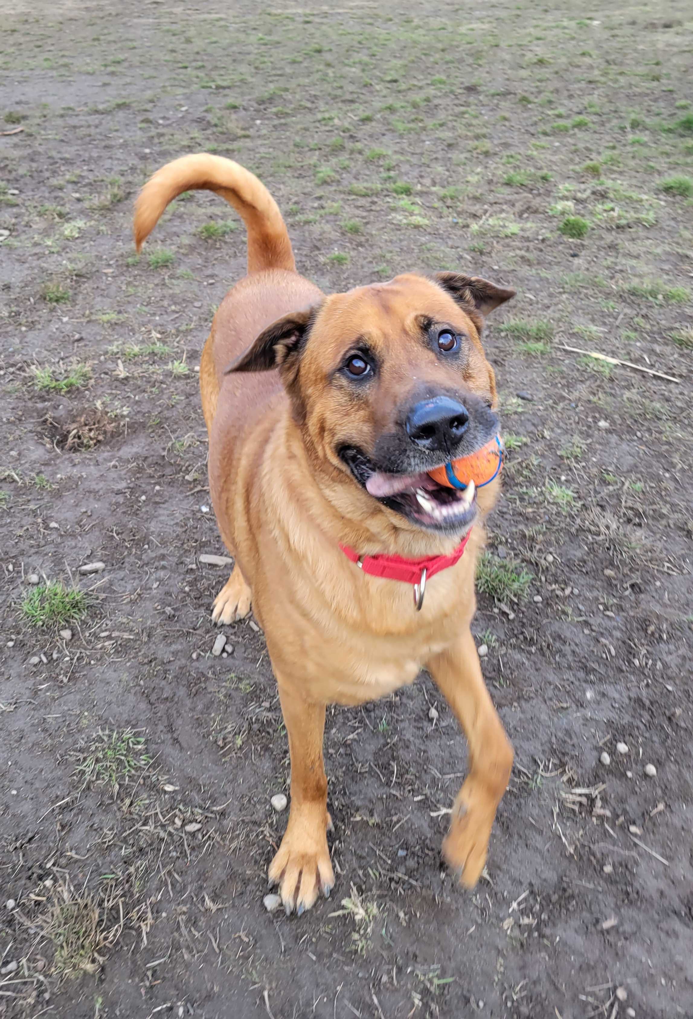 Bear, an adoptable Anatolian Shepherd in Port Angeles, WA, 98363 | Photo Image 5