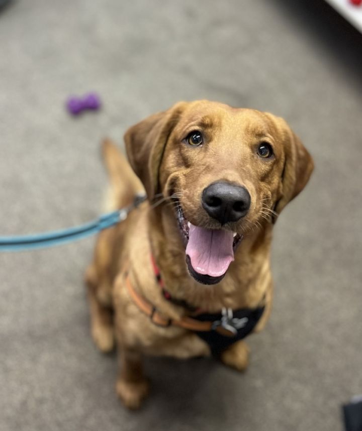 Scarlett, an adoptable Labrador Retriever & Golden Retriever Mix in Columbus, OH_image-2