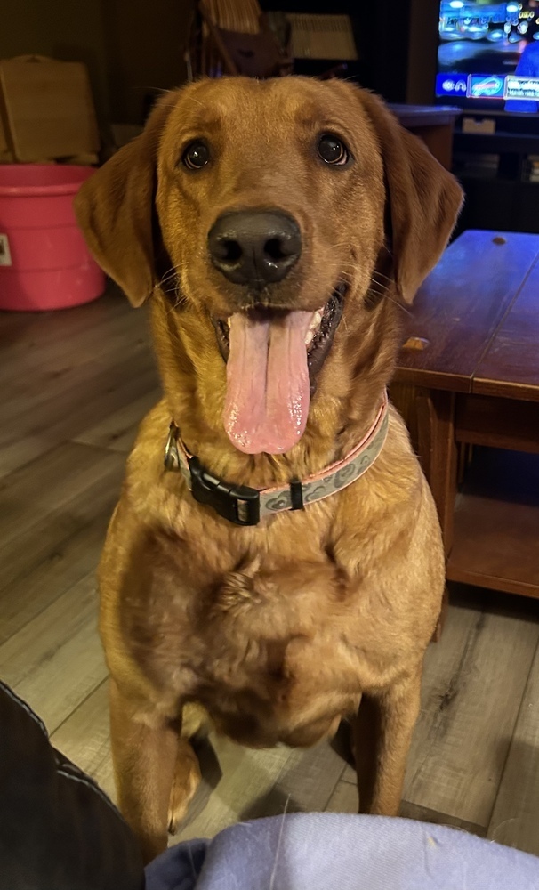 Scarlett, an adoptable Labrador Retriever & Golden Retriever Mix in Columbus, OH_image-4