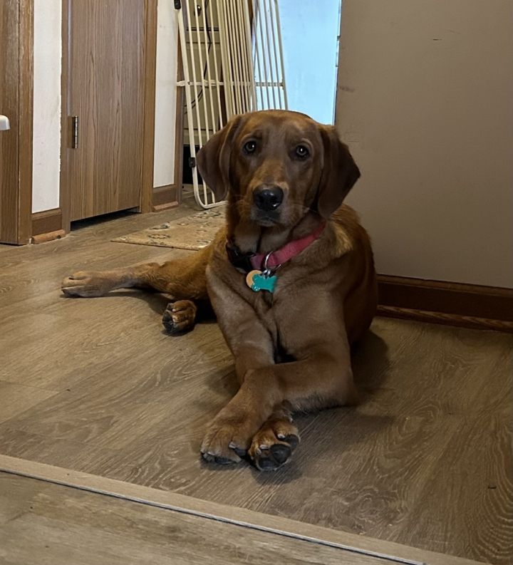 Scarlett, an adoptable Labrador Retriever & Golden Retriever Mix in Columbus, OH_image-6