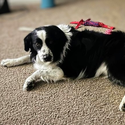 are border collies needy