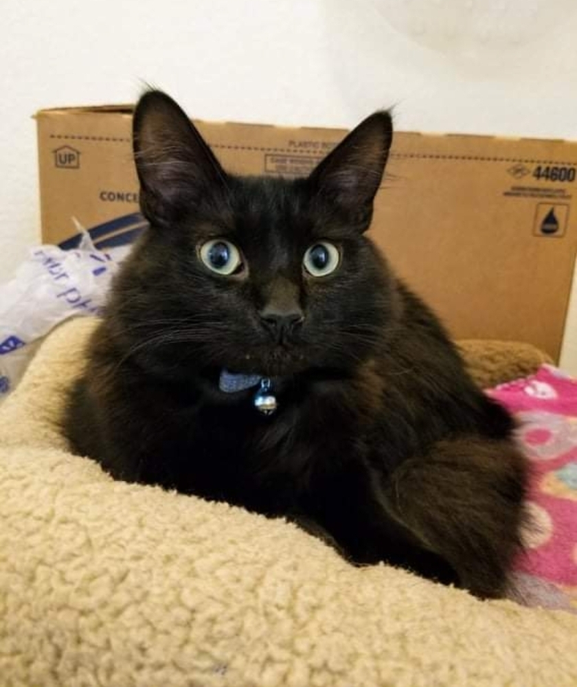 BooBoo Kitty, an adoptable Domestic Long Hair in Thatcher, AZ, 85552 | Photo Image 1