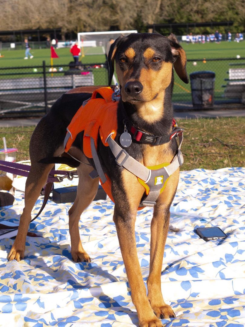 Emma, an adoptable Mountain Dog in Vancouver, BC, V6M 4H6 | Photo Image 2