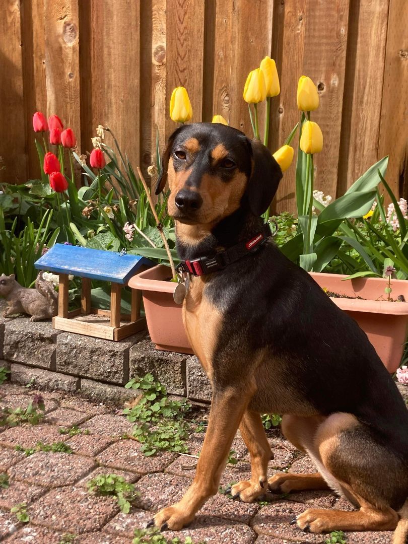 Emma, an adoptable Mountain Dog in Vancouver, BC, V6M 4H6 | Photo Image 1