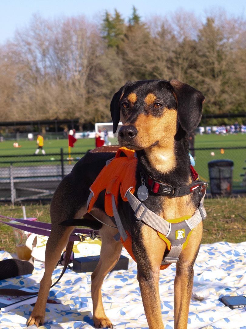 Emma, an adoptable Mountain Dog in Vancouver, BC, V6M 4H6 | Photo Image 6