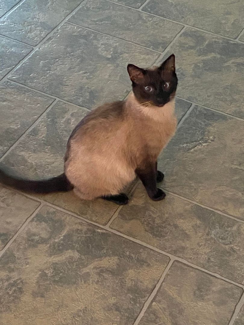 Duke & Whiskers, an adoptable Domestic Short Hair in Abbotsford, BC, V3G 2L5 | Photo Image 3