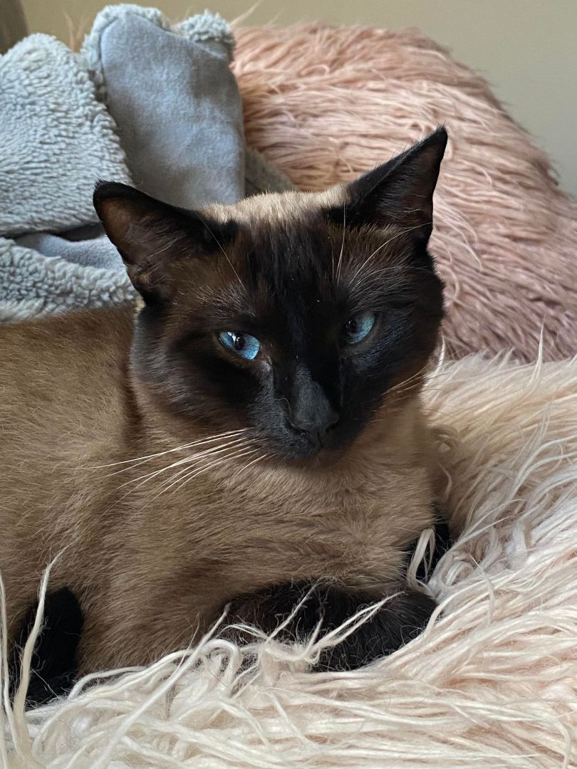 Duke & Whiskers, an adoptable Domestic Short Hair in Abbotsford, BC, V3G 2L5 | Photo Image 6