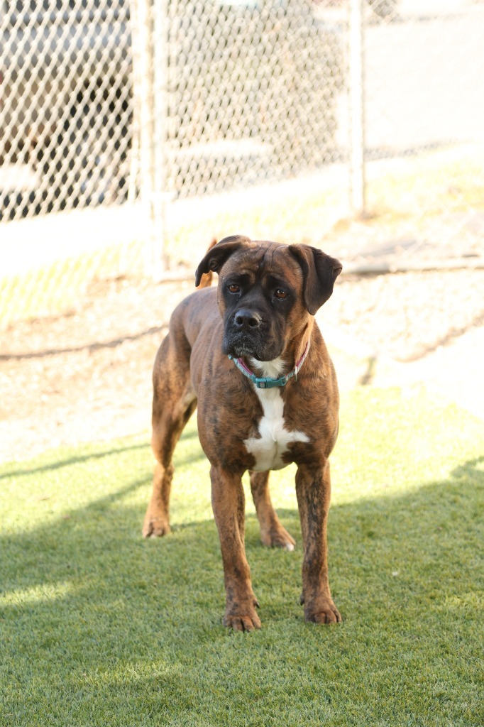 Faith, an adoptable Boxer in Chico, CA, 95928 | Photo Image 1