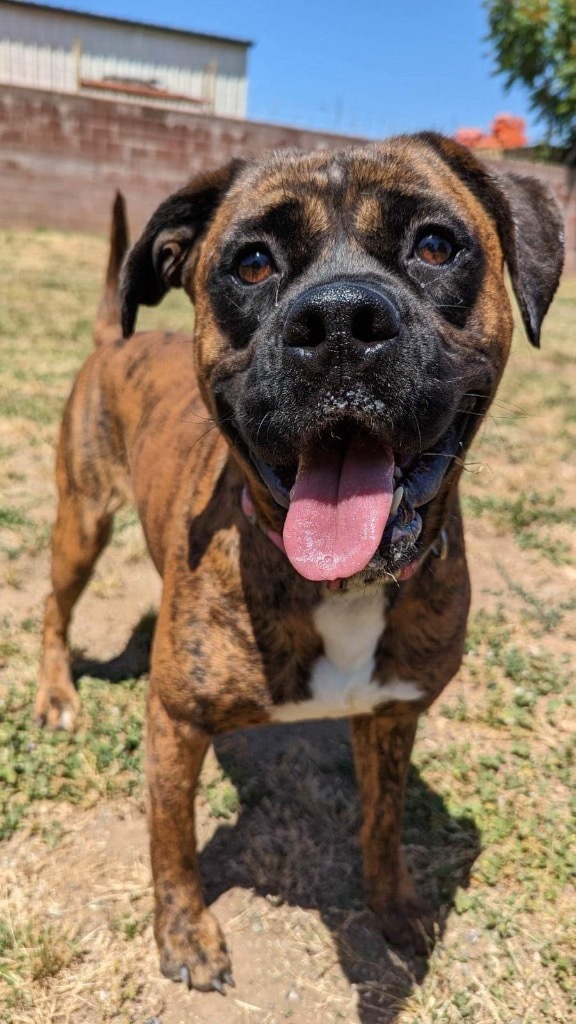 Faith, an adoptable Boxer in Chico, CA, 95928 | Photo Image 3