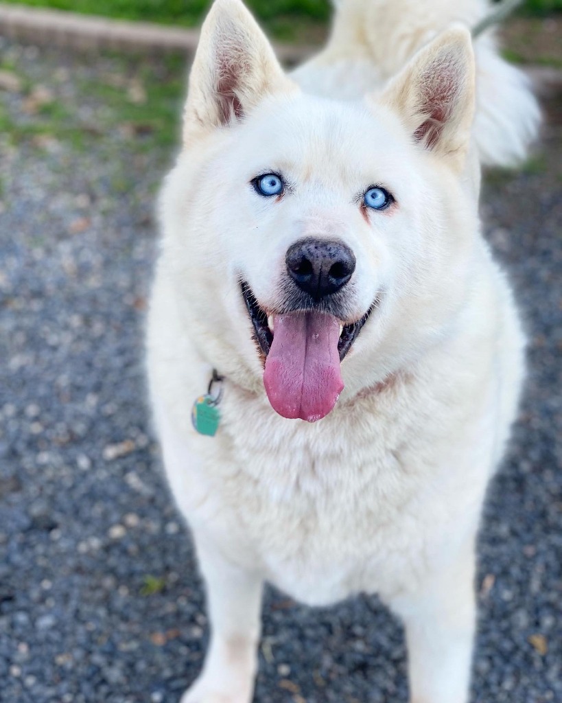 Flash, an adoptable Husky, Mixed Breed in Chico, CA, 95928 | Photo Image 1