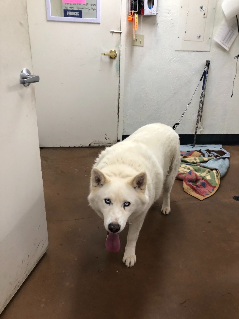 Flash, an adoptable Husky, Mixed Breed in Chico, CA, 95928 | Photo Image 2