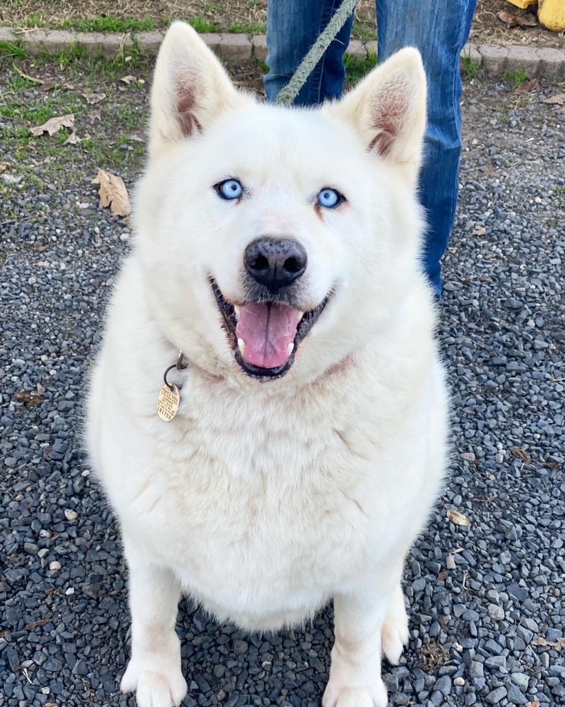 Flash, an adoptable Husky, Mixed Breed in Chico, CA, 95928 | Photo Image 3