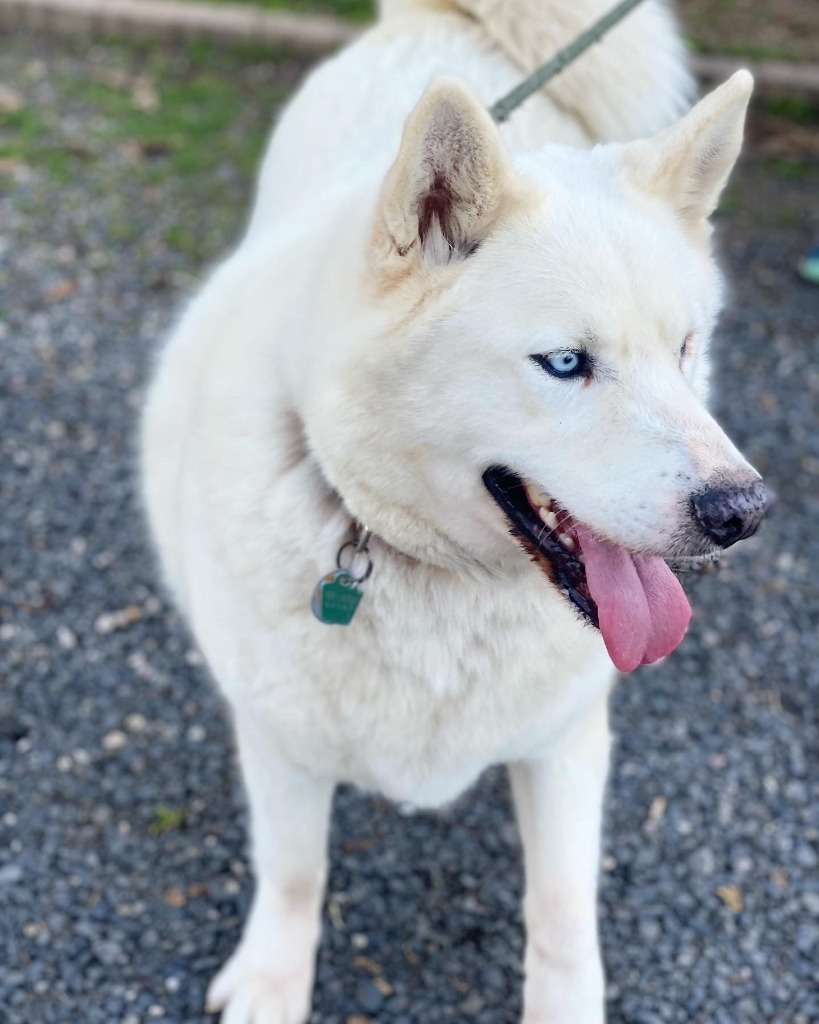 Flash, an adoptable Husky, Mixed Breed in Chico, CA, 95928 | Photo Image 4