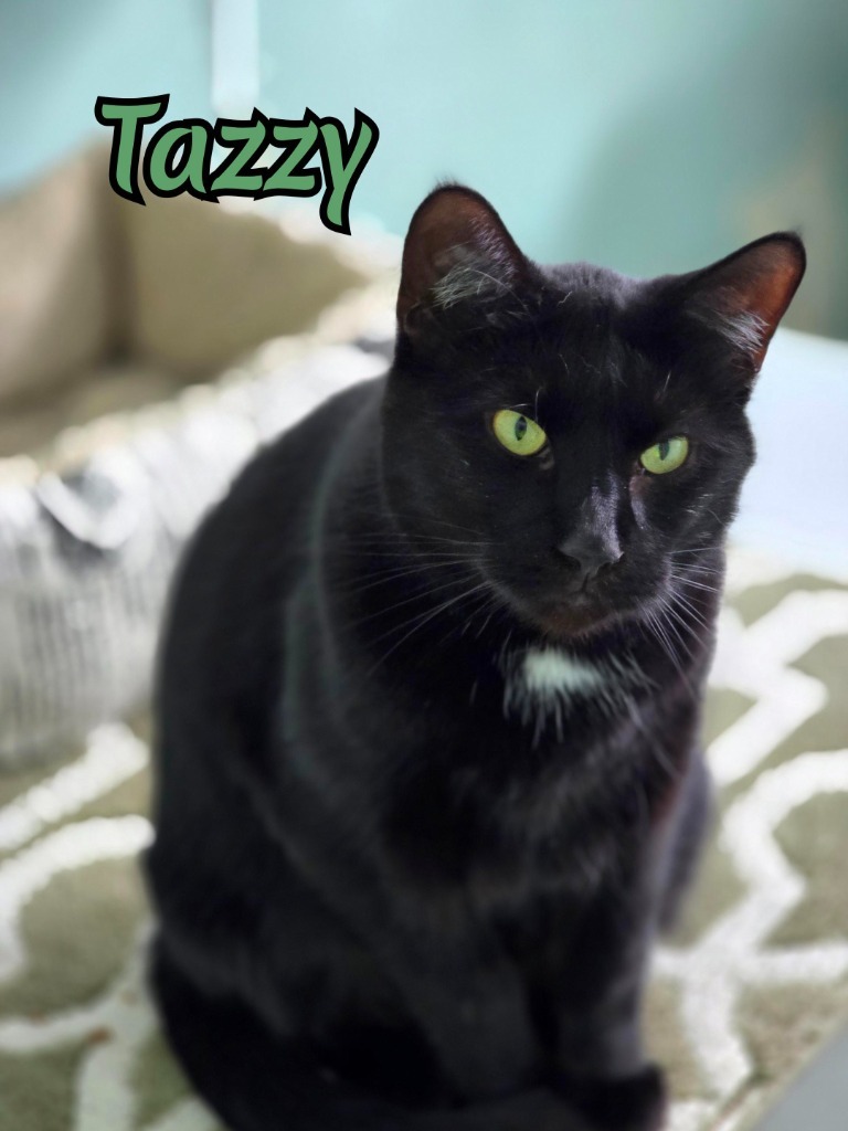 Tazzy