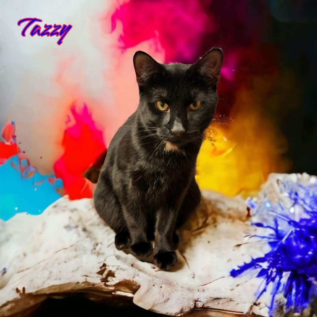 Tazzy