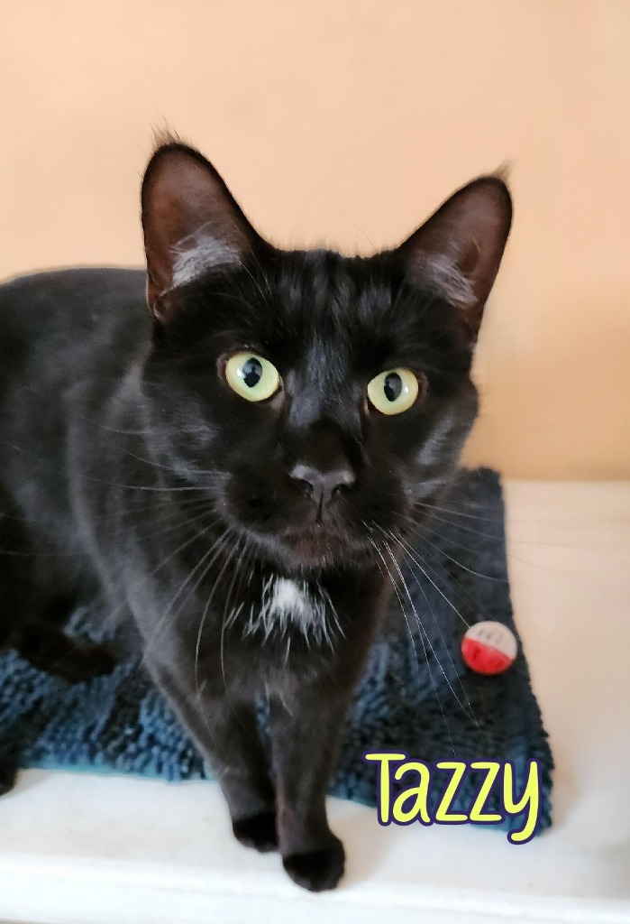 Tazzy