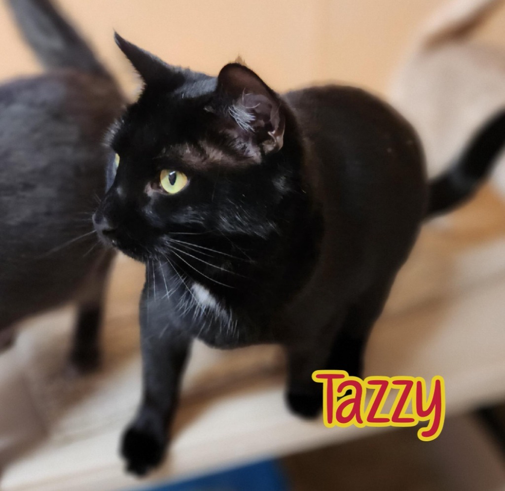 Tazzy