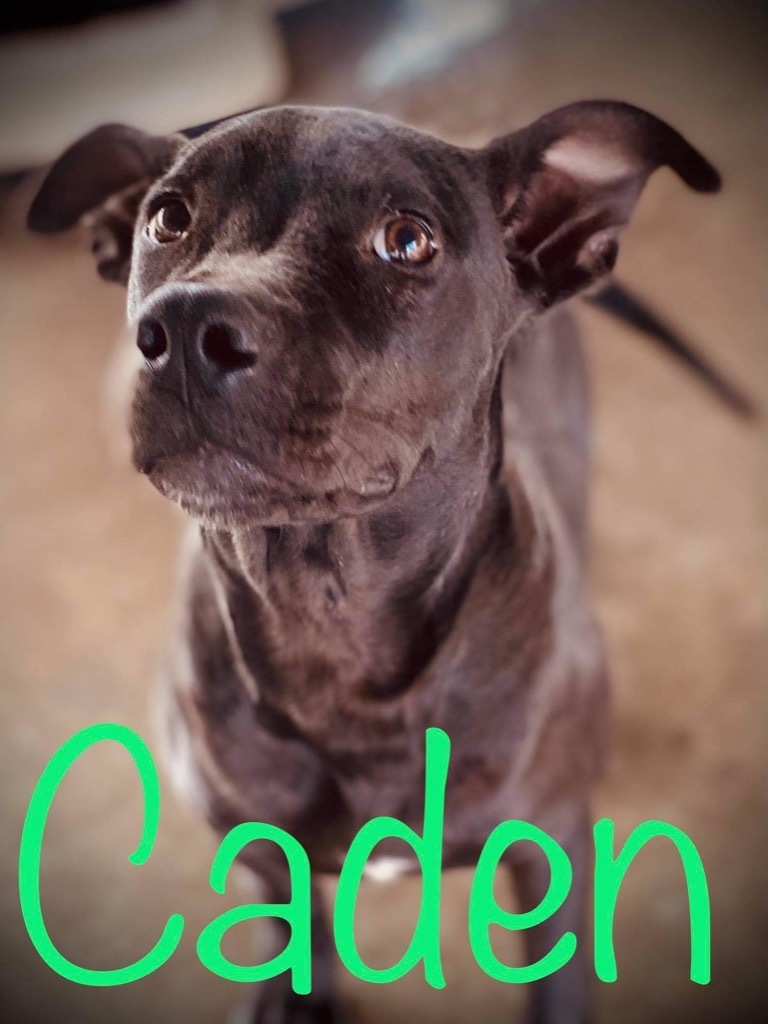 Caden, an adoptable Pit Bull Terrier in Big Spring, TX, 79720 | Photo Image 1
