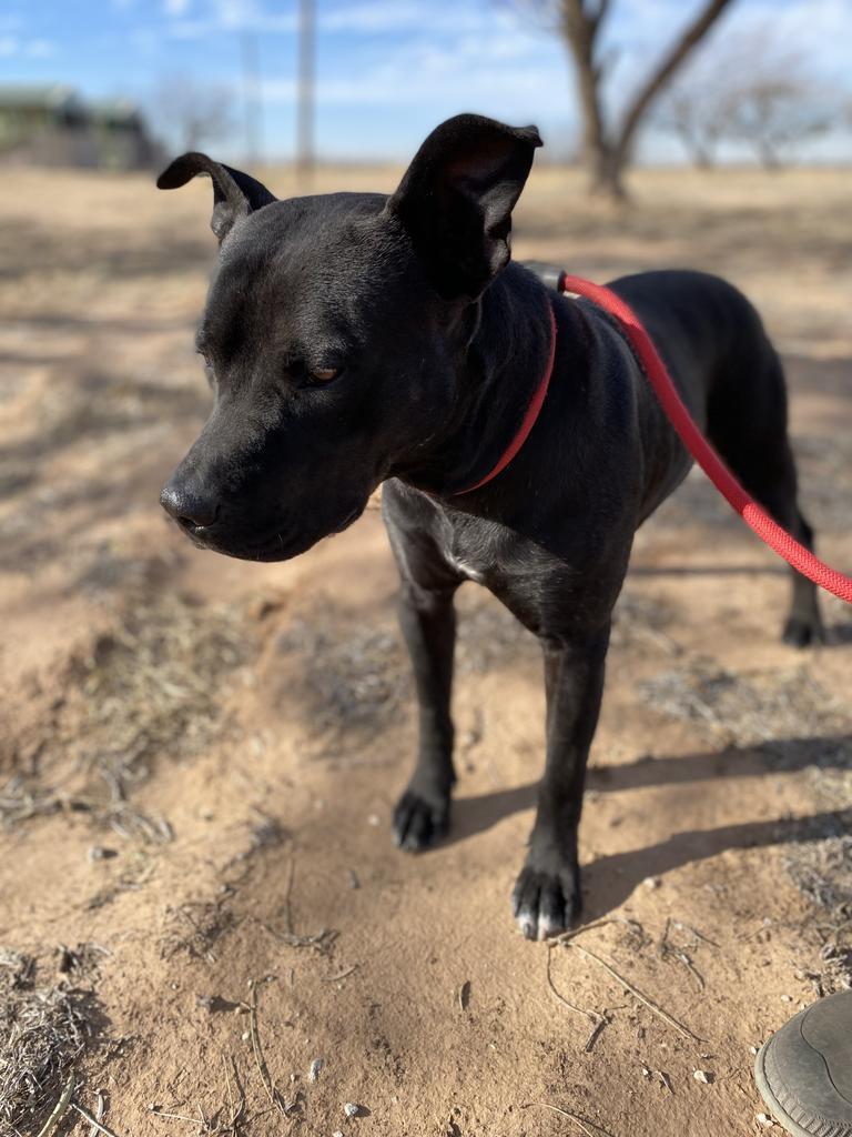 Caden, an adoptable Pit Bull Terrier in Big Spring, TX, 79720 | Photo Image 2